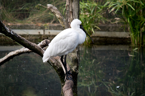 the royal spoonbill is a large white sea bird with a black bill that looks like a spoon.The royal spoonbill has yellow eyebrows and black legs