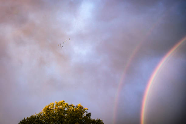 A flock of geese flying in formation above and beyond a multi-colored evening rainbow during a light rain shower just before dusk near Rochester, New York.