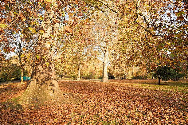 istock St James Park During Autumn In London 175493021