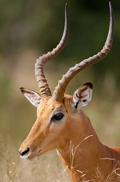 istock Impala Face - South Africa 175493031