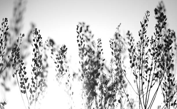 istock Beautiful nature abstract flower silhouette against the sun 175493076
