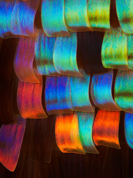 Sunset Moth wing scales Sunset Moth wing scales at approx 20x magnification at the sensor scientific micrograph photos stock pictures, royalty-free photos & images