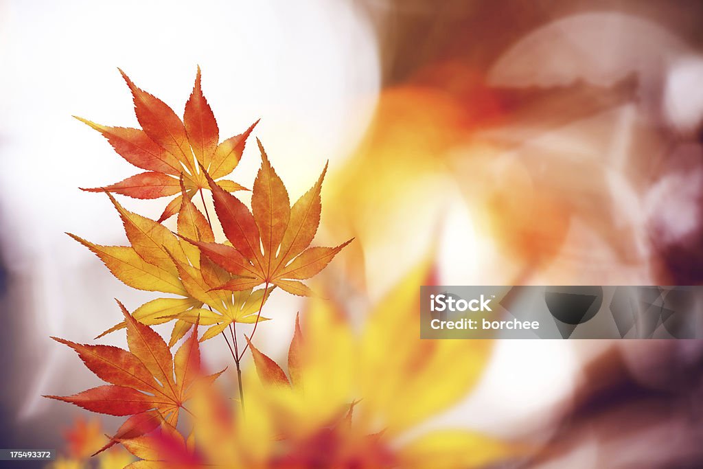 Feuilles d'érable automne - Photo de Arbre libre de droits