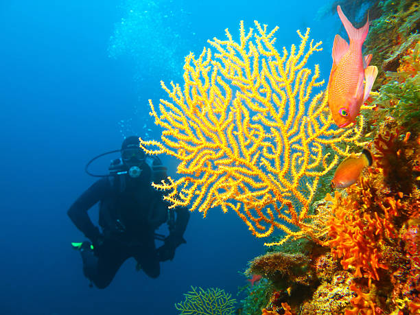 istock Scuba Diver  And Coral Reef 175493572