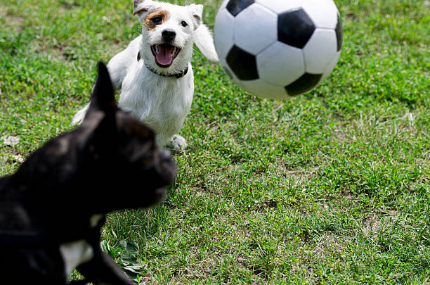 Two terriers are chasing a football in the air. Copy space below right.See also