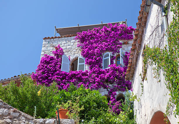 Quaint House in Provence France covered in wisteria flowers and ivy vines