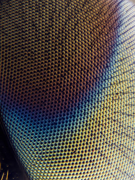 Soldier Fly (Stratiomyidae) Soldier Fly (Stratiomyidae) compound eye photos stock pictures, royalty-free photos & images