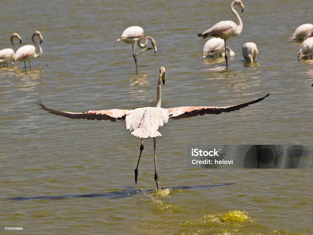 Flamingos와 - 로열티 프리 국립공원 스톡 사진