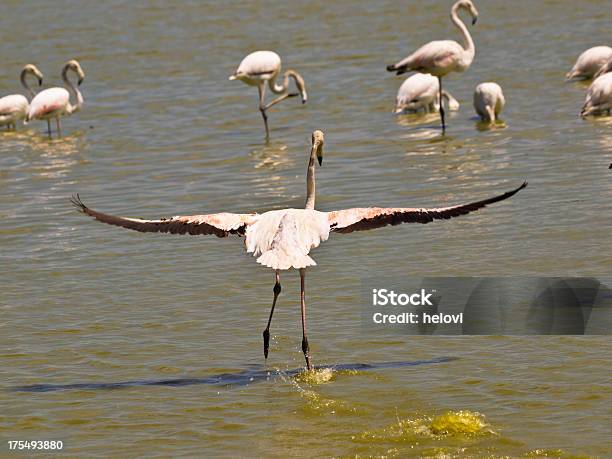 Flamingos와 국립공원에 대한 스톡 사진 및 기타 이미지 - 국립공원, 깃털, 날개를 펼치다
