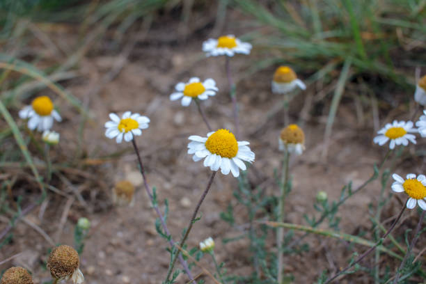 istock humble flowers in the mountains 1754939963