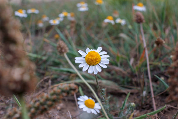 istock some wild flowers in the mountains 1754939964