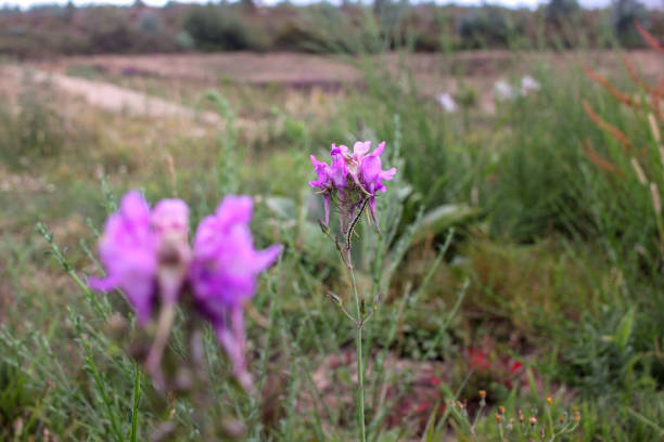 some pink flowers found in the mountains of Vilacampa, Spain