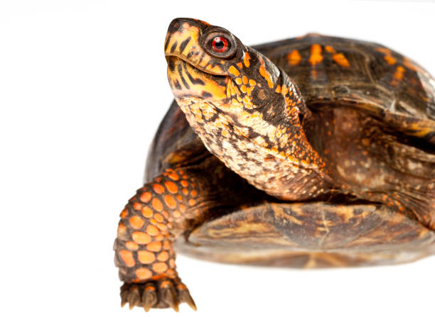 Feliz Turtle Close-Up - foto de acervo