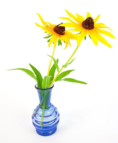 Black-eyed susans in a blue glass vase. White background. Vertical.-For more flower, plant, garden and tree images, click here.  FLOWERS, PLANTS, GARDENS, TREES 