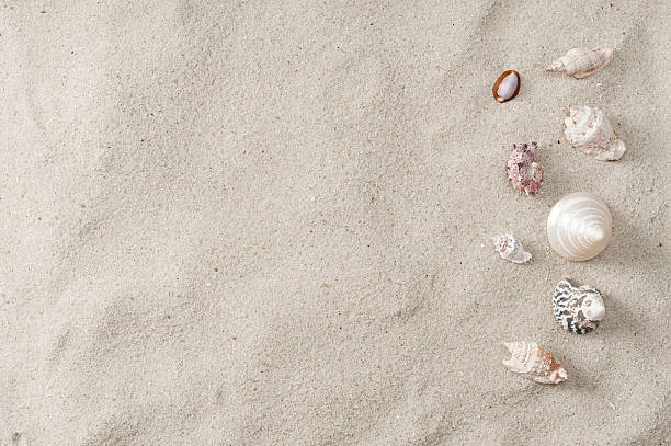 coquillage et plage de sable - vacations nature shell snail photos et images de collection