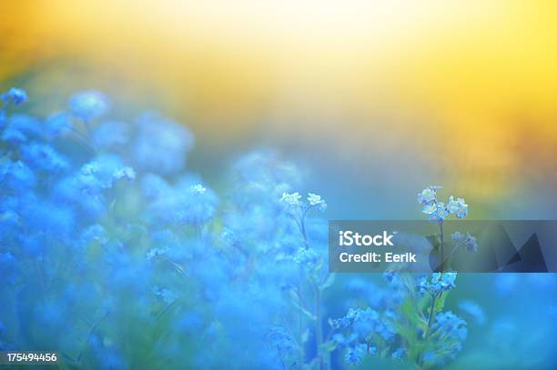 Forget Me Not Stock Photo - Download Image Now - Flower, Blue, Springtime