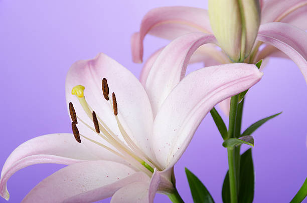 Horizontal studio shot of pale pink lily stem on graduated purple background.