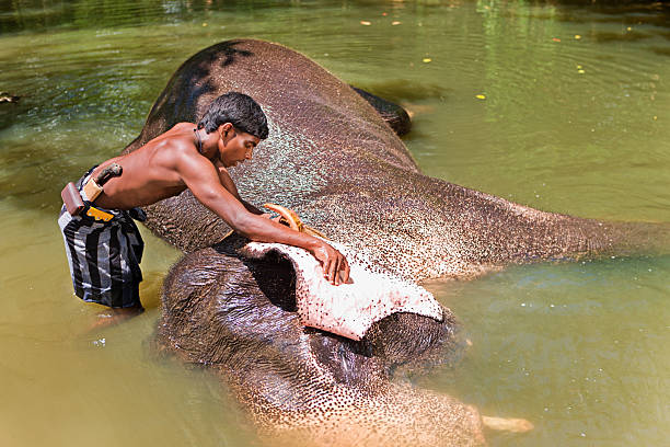 istock Mahout bathing his elephant in the river 175494657
