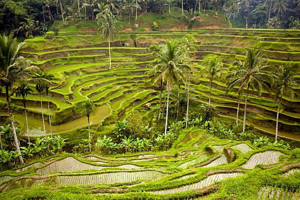 istock Bali Ubud Indonesia rice paddy 175494830