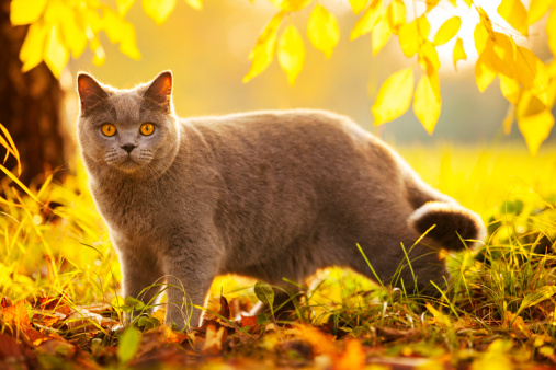 Outdoor Portrait of British Shorthair Cat in Autumn Park