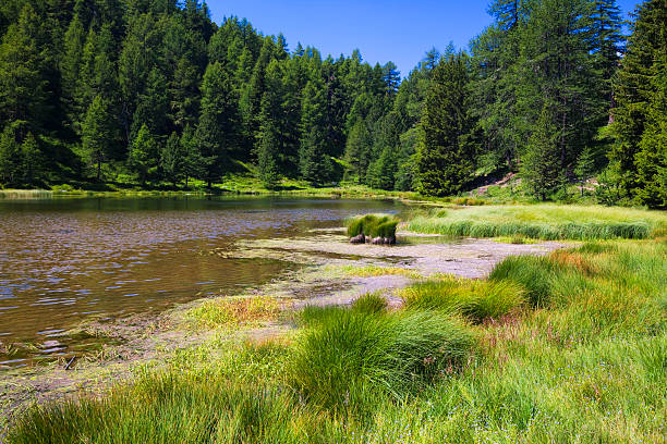 montain 레이브 - wilderness area flower pond clear sky 뉴스 사진 이미지