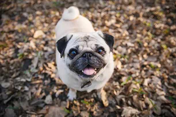 Funny pug walking in spring park and looking up