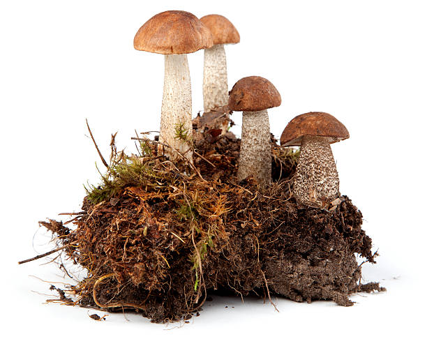 istock Birch bolete mushrooms 175495114