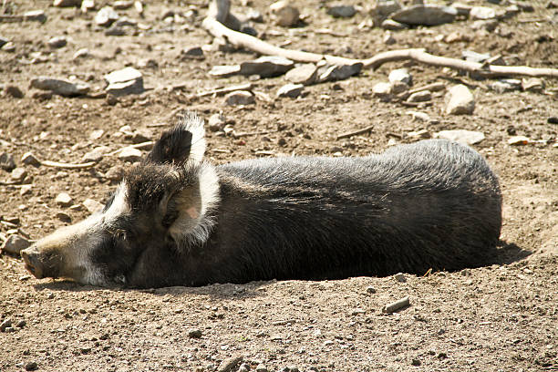 istock Sleeping piglet of wild boar 175495183
