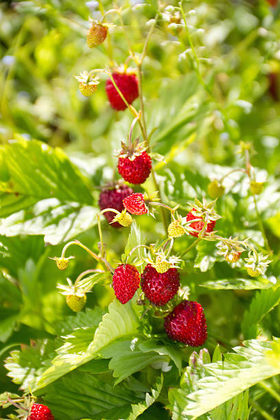 istock strawberries growing on the bush 175495199
