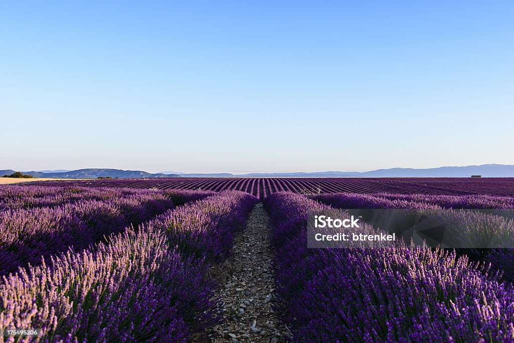 Lavendel-Provence, Frankreich - Lizenzfrei Alpes-de-Haute-Provence Stock-Foto