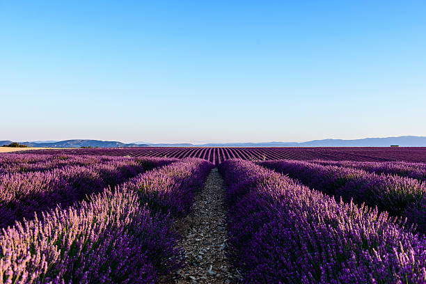 istock Lavender - Provence, France 175495206