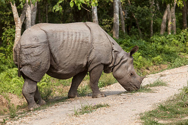 Indian one-horned rhino on a road in Chitwan
