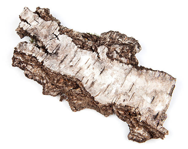 Willow bark Willow bark isolated on a white background bark stock pictures, royalty-free photos & images