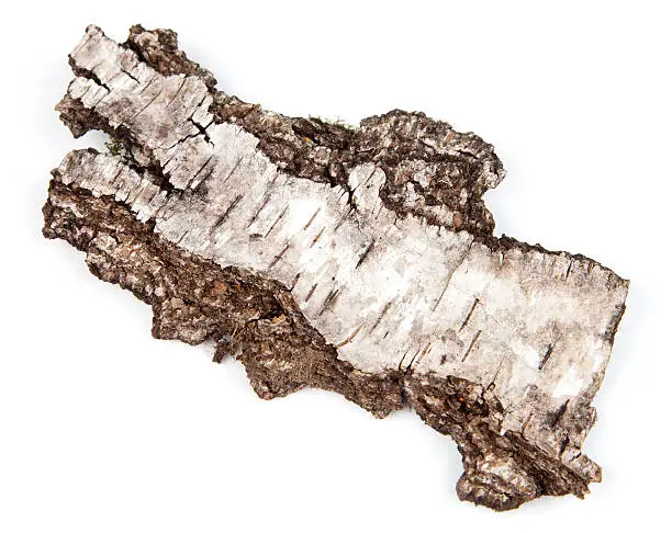 Willow bark isolated on a white background