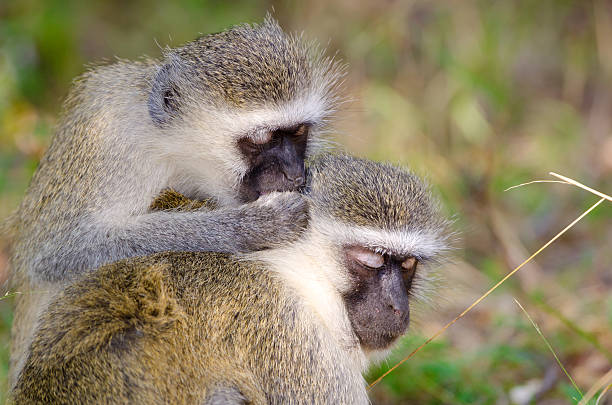 istock Vervet Monkey Grooming - South Africa 175495452