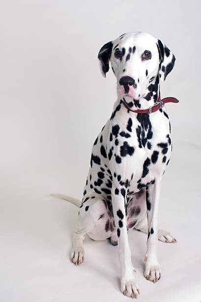 istock Adult Dalmatian dog sitting 175495603