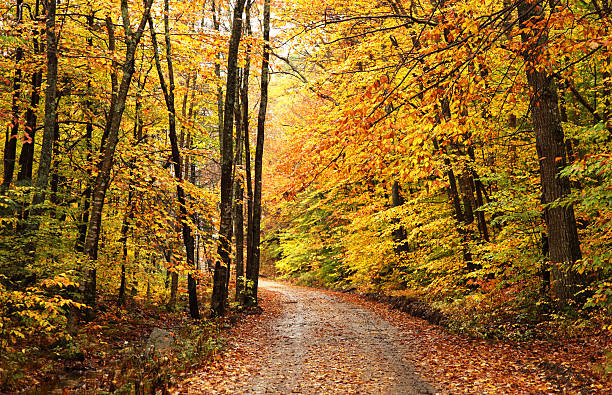 istock Autumn Road in New Hampshire 175495657
