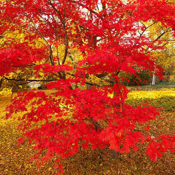 istock Autumn a park bench in Hungary 175495738