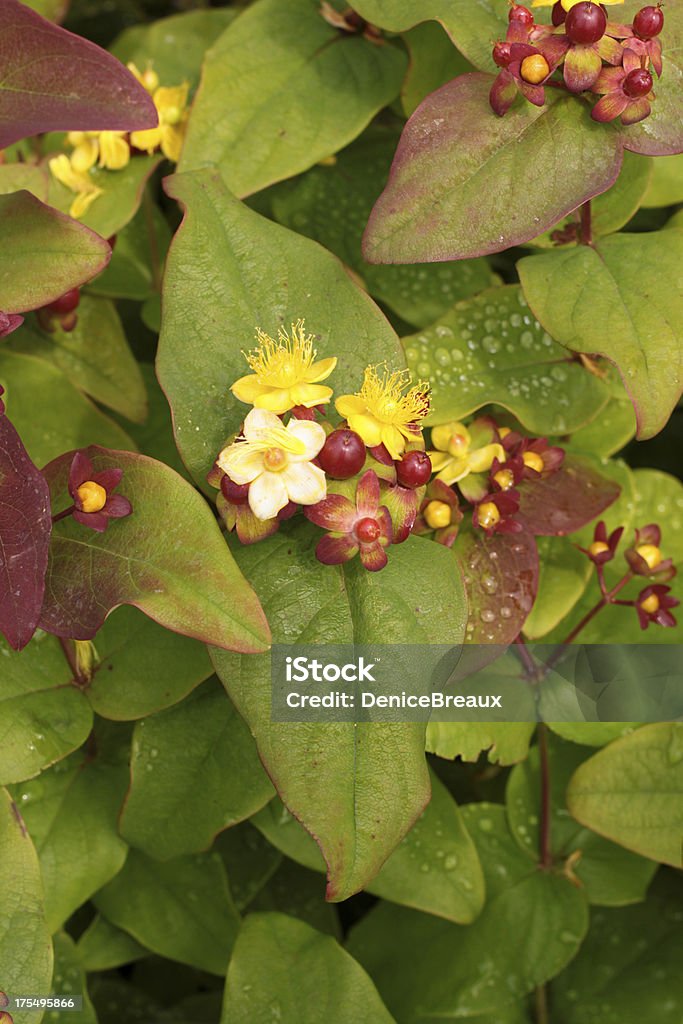 Hypericum de - Royalty-free Beleza Foto de stock