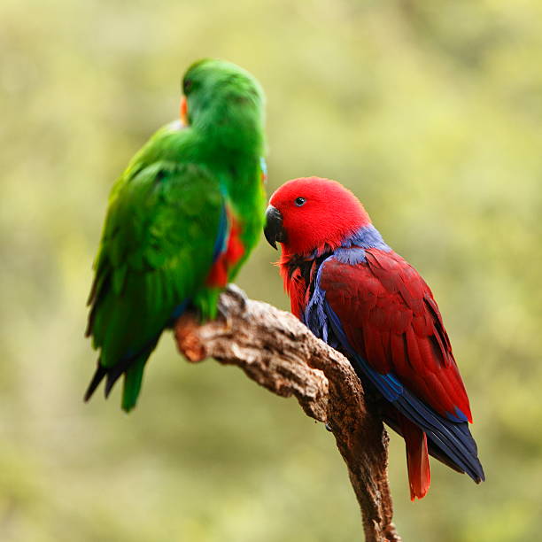 Eclectus Parrots Male and female eclectus parrots eclectus parrot australia stock pictures, royalty-free photos & images