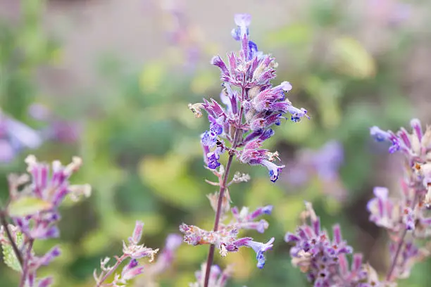 Nepeta cataria, catnip plant close up, used in herbal medicine, attracting cats as well