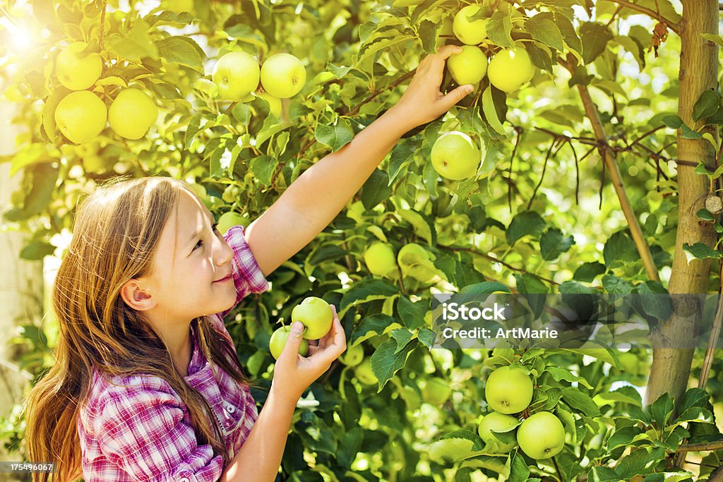Маленькая девочка с яблоками - Стоковые фото Собирать роялти-фри