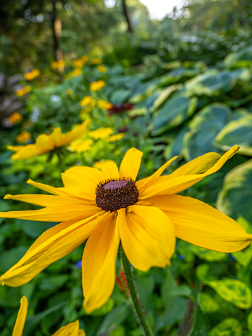 Rudbeckia hirta, commonly called black-eyed Susan, is a North American flowering plant in the family Asteraceae,