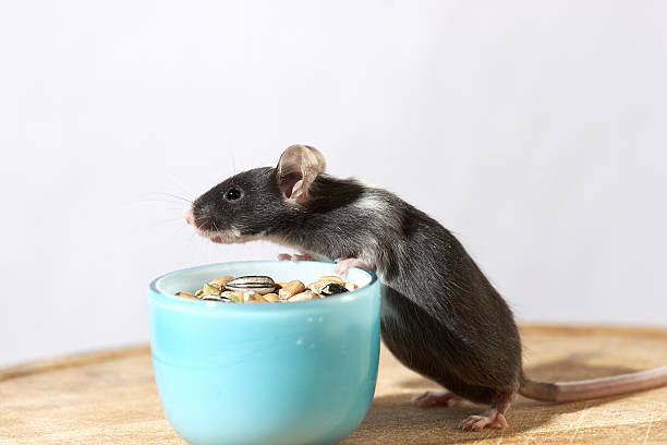 istock Cute black and white mouse in turquoise bowl 175496410