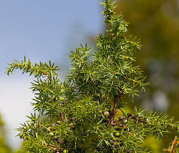 Juniper Tree stock photo