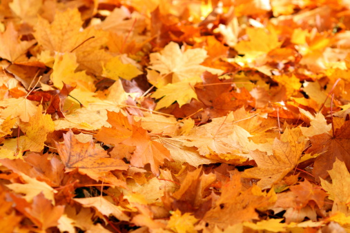 Autumn leaves lying on the ground.