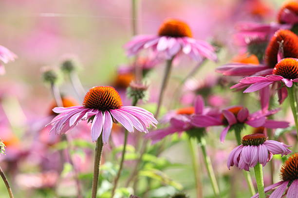 istock blooming purple coneflower Echinacea purpurea 175496696
