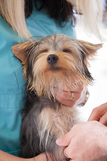 istock Frightened Yorkie Treated in Animal Hospital 175496740
