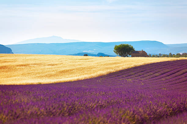 provenza (francia, europa) - house landscaped beauty in nature horizon over land fotografías e imágenes de stock