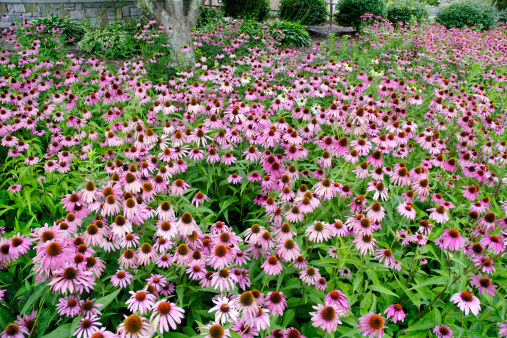 A field of coneflower (Echinacea) are in full bloom. Focus is on the foreground and background is out of focus.